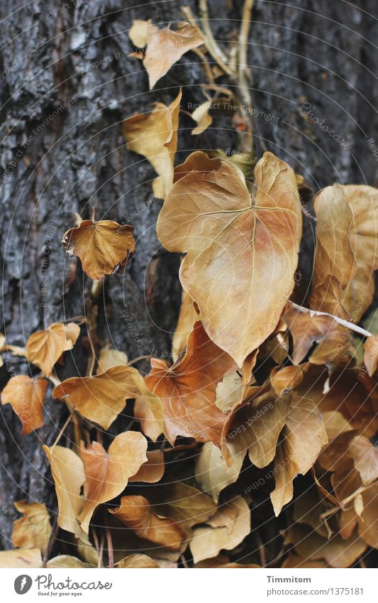 Ebbe war um sieben. Umwelt Natur Pflanze Herbst Baum Efeu Wald natürlich braun grau Gefühle Baumstamm Baumrinde vertrocknet Klarheit Tod Farbfoto Außenaufnahme