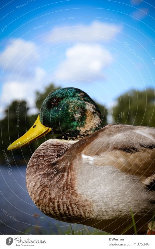 Ente Umwelt Natur Tier Wasser Himmel Klima Wetter Schönes Wetter Gras Garten Park Wiese Küste Seeufer Wildtier Erpel 1 glänzend sitzen schön mehrfarbig