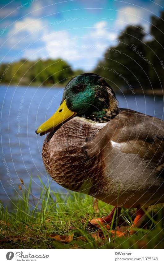 Ente Lifestyle Umwelt Natur Tier Wasser Wetter Schönes Wetter Gras Park Wiese Küste Seeufer Flussufer Teich Wildtier Erpel 1 sitzen natürlich schön mehrfarbig