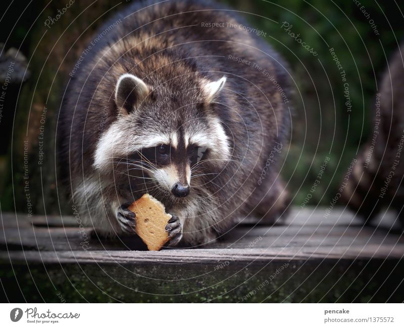 schnurps Natur Tier Wildtier 1 Holz Essen genießen Freundlichkeit Fröhlichkeit lustig nah niedlich Gelassenheit Waschbär Zwieback Backwaren Pfote drollig