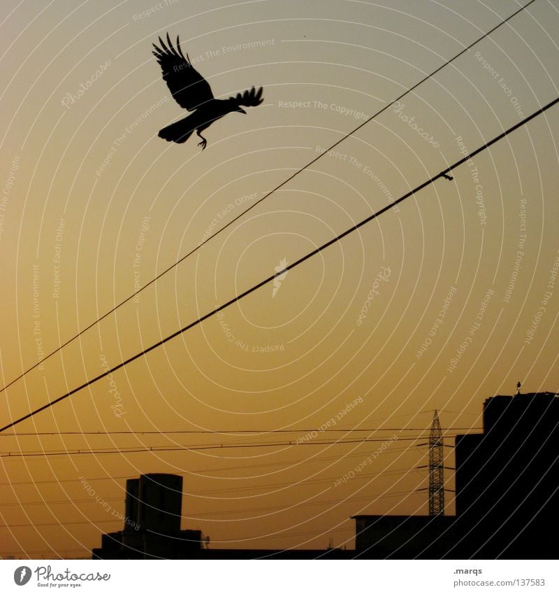 The Early Bird Dämmerung Morgen spät Stadt Fluchtpunkt Silhouette Elektrizität Sommer Strommast Vogel Abheben Färbung Verlauf Flügel Sonnenaufgang