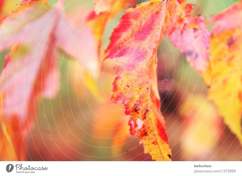 herbst Natur Pflanze Herbst Regen Baum Blatt Garten Park Wald schön Wärme orange Traurigkeit Trauer welk Vergänglichkeit Tropfen Farbfoto Außenaufnahme