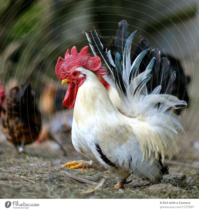 King of the Roost Tier Nutztier Hahn Tiergruppe gehen laufen Stolz mehrfarbig König maskulin Haushuhn Landwirtschaft Bauernhof Geflügelfarm Glück freilaufend