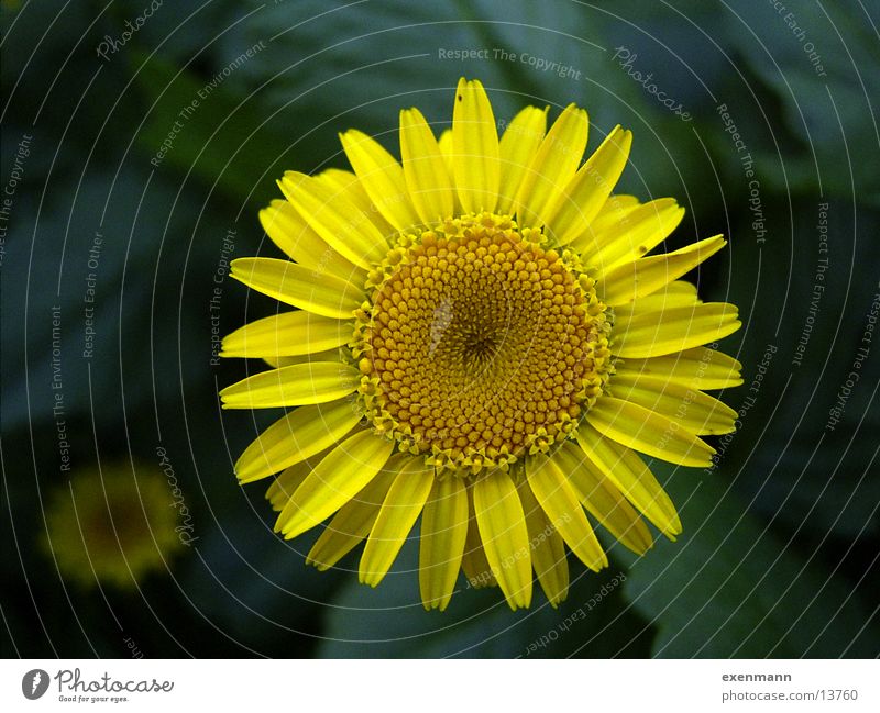 Blüte Blume Spirale Nahaufnahme