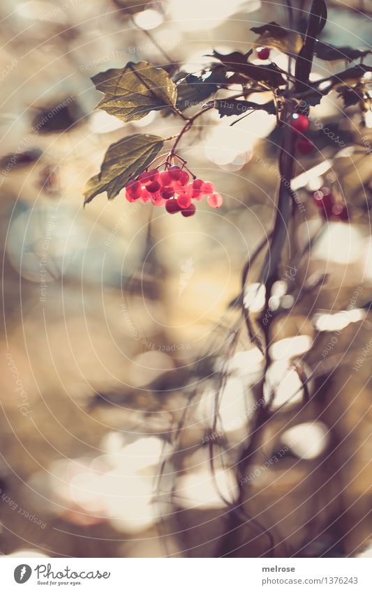 P U N K T E elegant Stil Natur Herbst Schönes Wetter Pflanze Sträucher Blatt Wildpflanze Beerensträucher Frucht Zweige u. Äste Wald Unschärfe Lichtpunkt