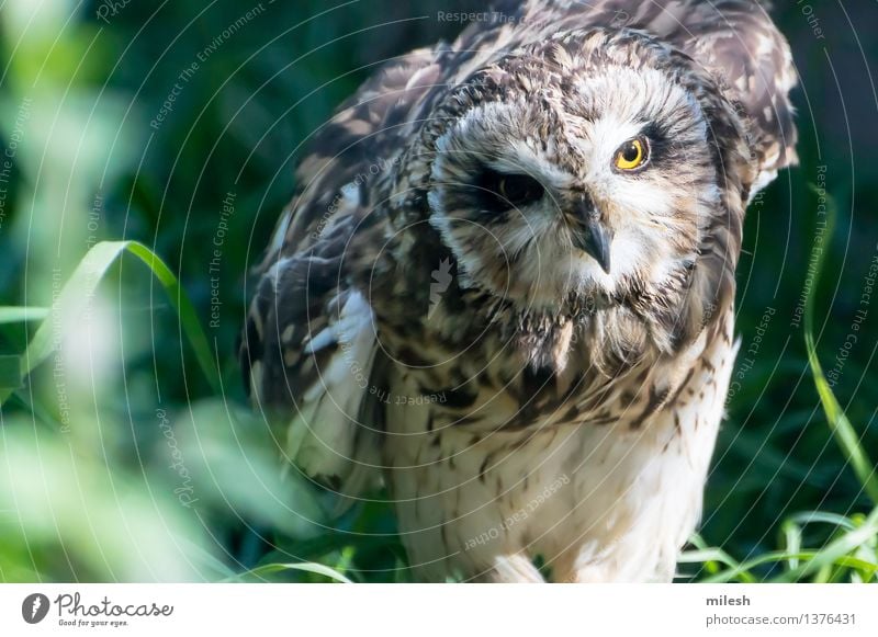 Kurzohr-Eule Natur Tier Vogel Tiergesicht Flügel Zoo 1 beobachten sitzen natürlich gelb grau Weisheit Waldohreule Tierwelt Schnabel Greifvogel Fleischfresser