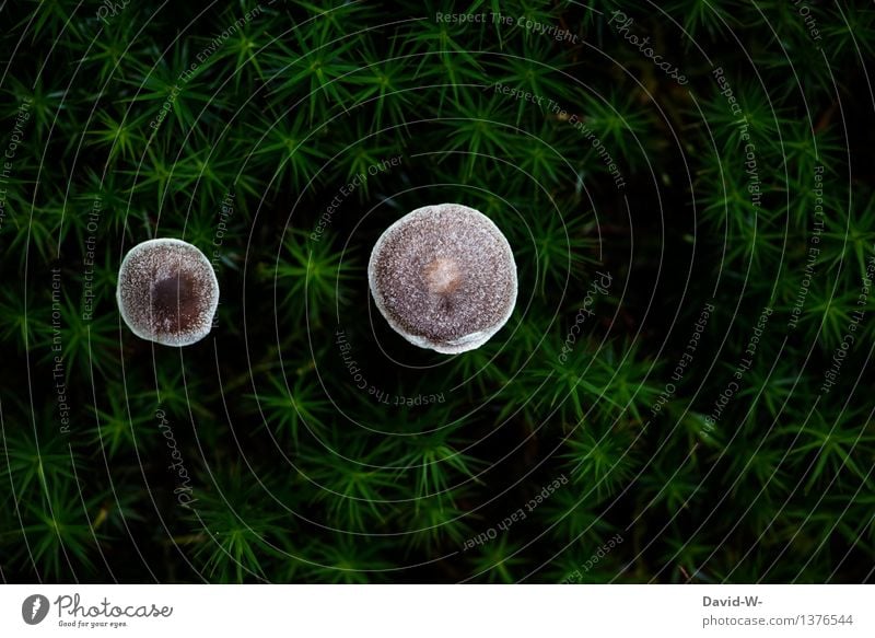 Tannenwald und Riesenpilze Kunst Umwelt Natur Landschaft Herbst Pflanze Sträucher Moos Wiese Wald Wachstum dunkel Märchenwald Waldboden Pilzhut Pilzkopf klein