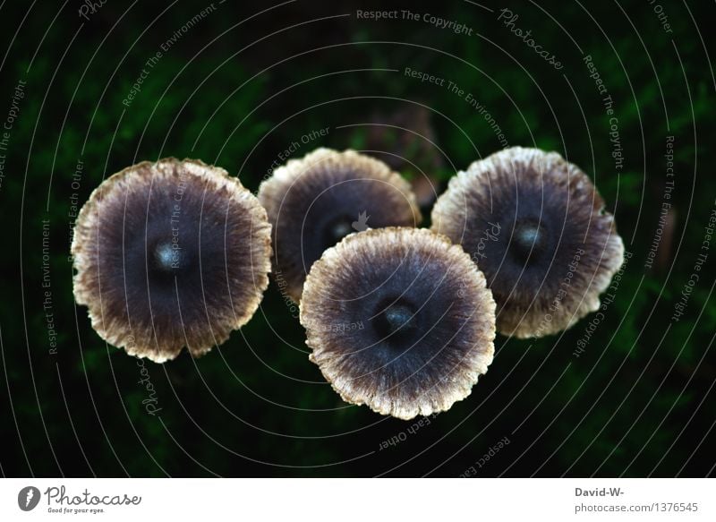 Die vier Hüte Umwelt Natur Landschaft Pflanze Herbst schlechtes Wetter Nutzpflanze exotisch Wald Zusammensein Pilz Waldboden waldbewohner 4 Pilzhut genießbar