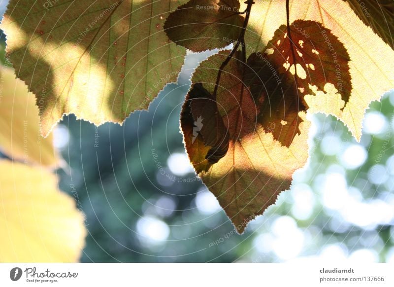 Schattenkino Blatt Laubbaum grün Buche Rotbuche Silhouette Sommerabend Beleuchtung durchleuchtet Licht durchsichtig Schädlinge durchlöchert Silouette Idylle