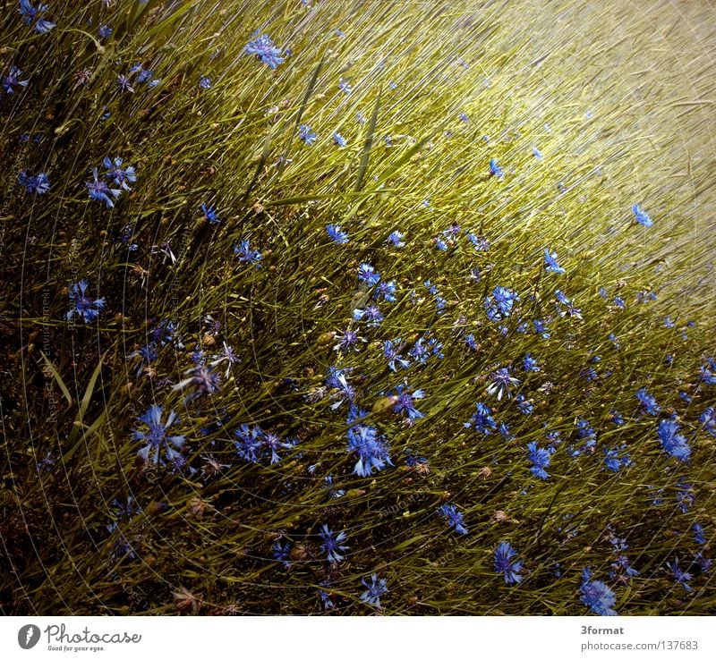 kornblumen Pflanze grün Frühling Feld Kornfeld Kornblume violett schimmern glänzend Landwirtschaft Honig Biene Blüte Blume ökologisch Fußweg Wiese Gras Halm