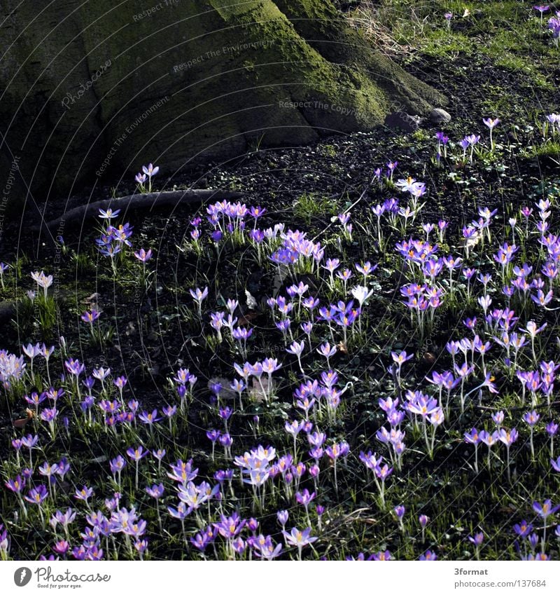 frühling Frühling Frühlingsblume Symbole & Metaphern aufwachen Blume tauen Beginn Neuanfang positiv Park Wildnis Pflanze grün Feld violett schimmern glänzend