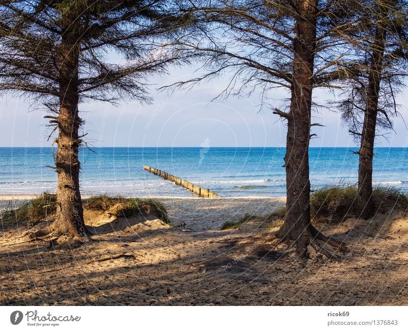 Ostseeküste Erholung Ferien & Urlaub & Reisen Strand Meer Natur Landschaft Wasser Wolken Baum Küste Holz blau Romantik Idylle Tourismus Buhnen Düne Himmel