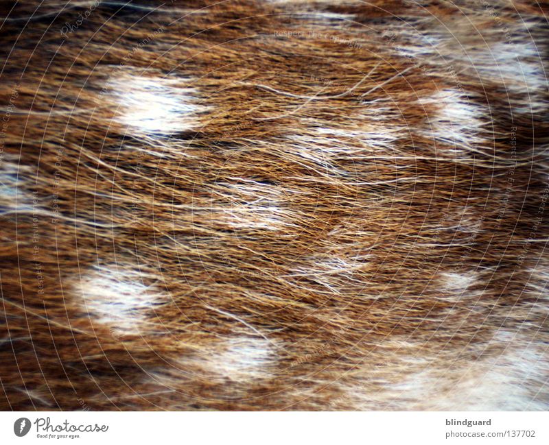 Bambis Tarnung Fell Muster Reh Tier Wiese Feld Säugetier Horn Bock Rehkitz Sicherheit Hintergrundbild Jäger springen Schüchternheit Tierschutz Wildtier