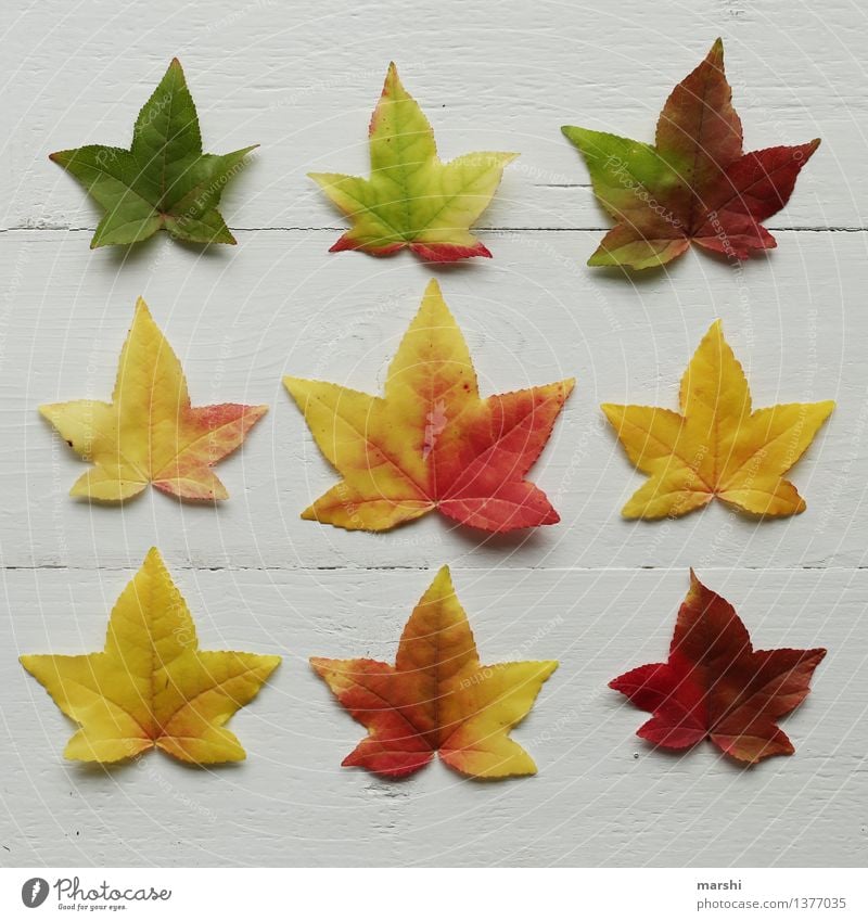 der Herbst ist bunt Natur Pflanze Blatt Garten Stimmung Jahreszeiten Super Stillleben mehrfarbig gelb rot Ahorn Sträucher arrangiert grün herbstlich Farbfoto