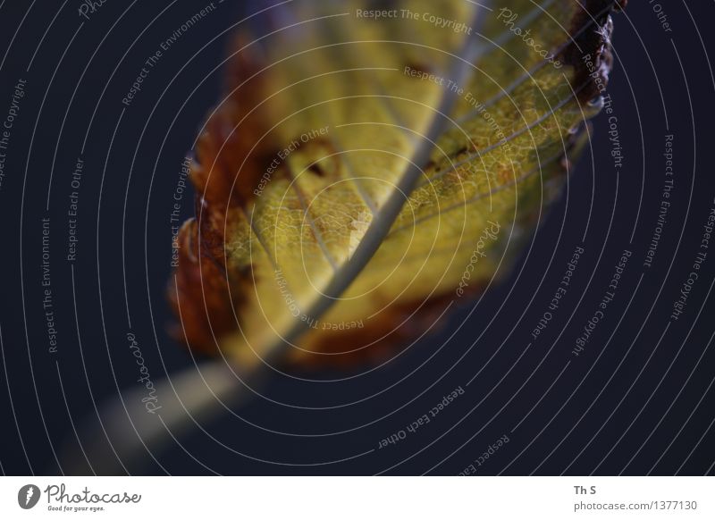 Blatt Natur Pflanze Herbst Winter leuchten verblüht ästhetisch authentisch einfach elegant natürlich braun gelb Gelassenheit geduldig ruhig Design einzigartig