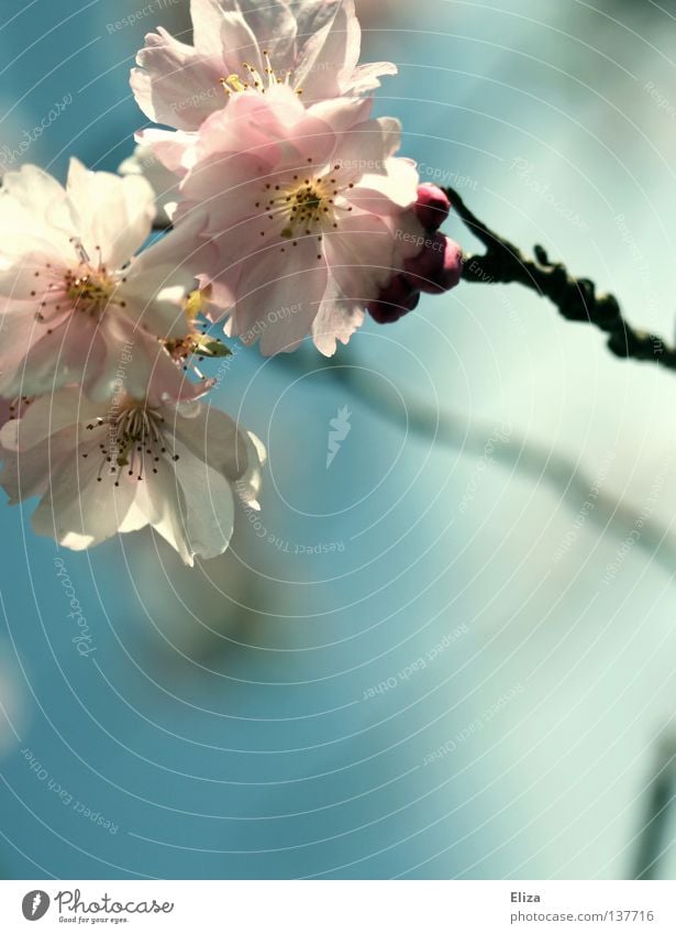 Apfelblüten rosa Frühling lecker frisch zart Blüte Blume fruchtbar Sommer träumen Blühend Duft Himmel blau Zweig schön sanft Unschärfe