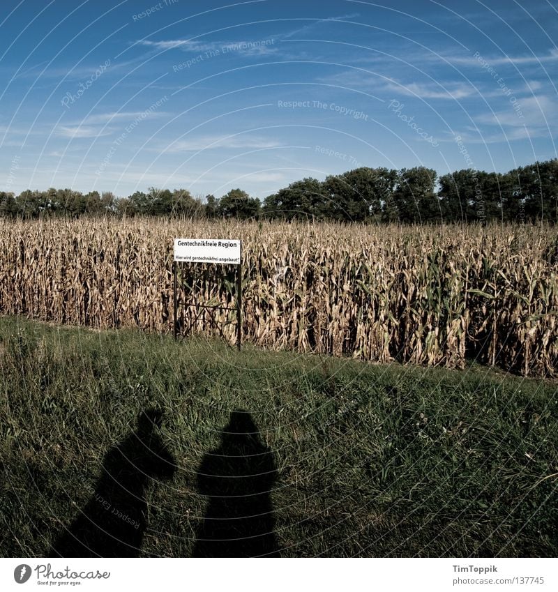 Gentechnikfreie Region grün Feld Landwirtschaft Ernährung Maisanbau ländlich Ackerbau Monokultur Himmel Rasen Schilder & Markierungen gentechnikfrei Schatten