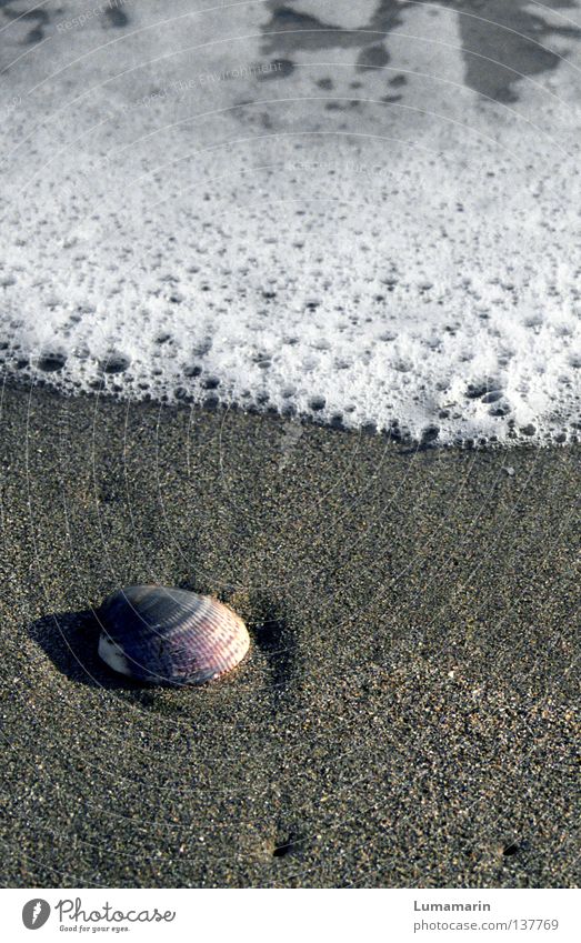 Abschiedsgeschenk Schalen & Schüsseln schön Erholung ruhig Ferien & Urlaub & Reisen Strand Meer Wellen Sand Wasser Küste Muschel Souvenir rund weich Trauer