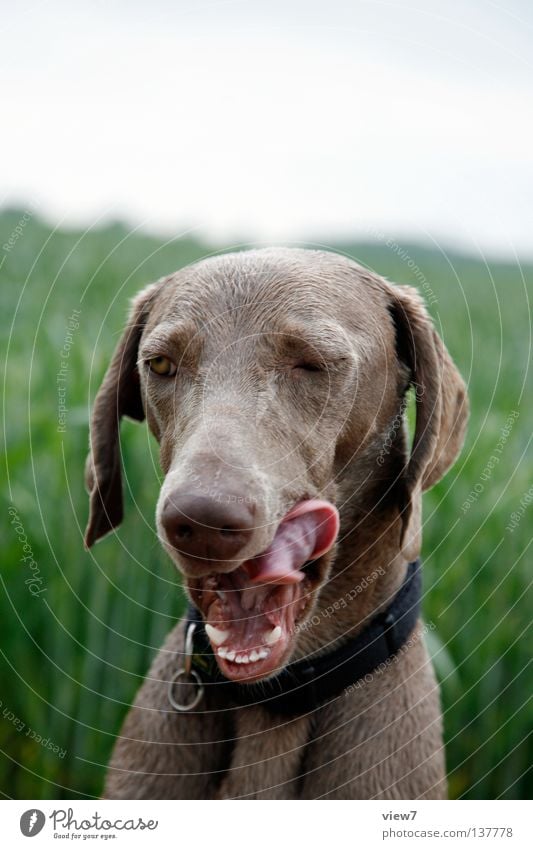 Zunge schnalzen Hund Weimaraner Appetit & Hunger betteln Schnauze Nase Fressen Haustier Jagdhund Säugetier Blick Maul Lefzen Farbe Haushund Tiergesicht