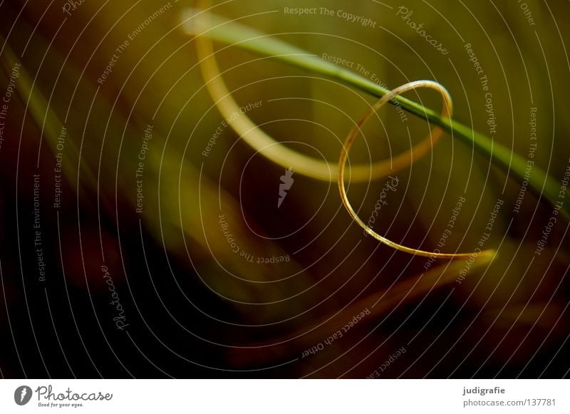 Gras Halm durcheinander verwickelt Spirale Wiese Pflanze grün gelb Umwelt Wachstum nah zart fein Farbe Makroaufnahme Nahaufnahme umschlungen wickeln Natur Leben