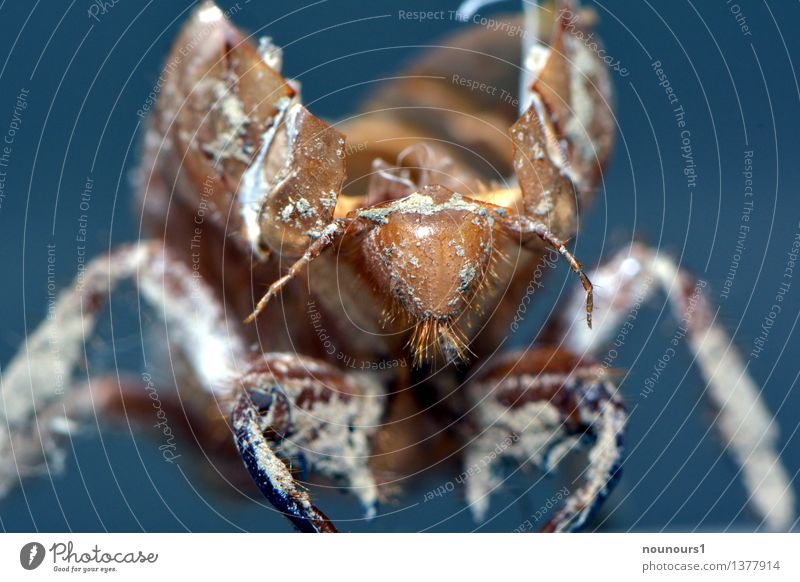 Larvenhülle Tier Wildtier Zikade hocken bedrohlich trocken blau braun weiß cicadidaetier cicadoidea cicadomorpha laut ohrenbetäubend Halbflügler rundkopfzikaden