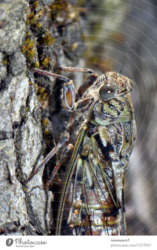 Singzikade Tier Wildtier Tiergesicht Flügel cigalle singzikade 1 hängen hocken sitzen bedrohlich hässlich grau grün schwarz rundkopfzikaden cicadidaetier