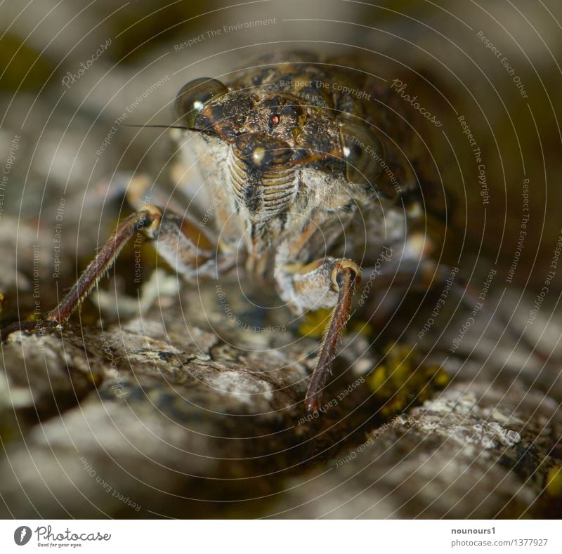 la cigalle Tier Wildtier Zikade 1 hocken außergewöhnlich cicadidaetier cicadoidea cicadomorpha Gesang Insekt ohrenbetäubend paarungslaute rundkopfzikaden