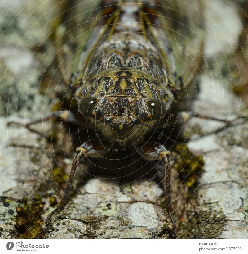 perfekt getarnt Tier Wildtier Tiergesicht singzikade 1 hocken cicadidaetier cicadoidea cicadomorpha Gesang Wanze Sechsfüßer Insekt laut paarungslaute