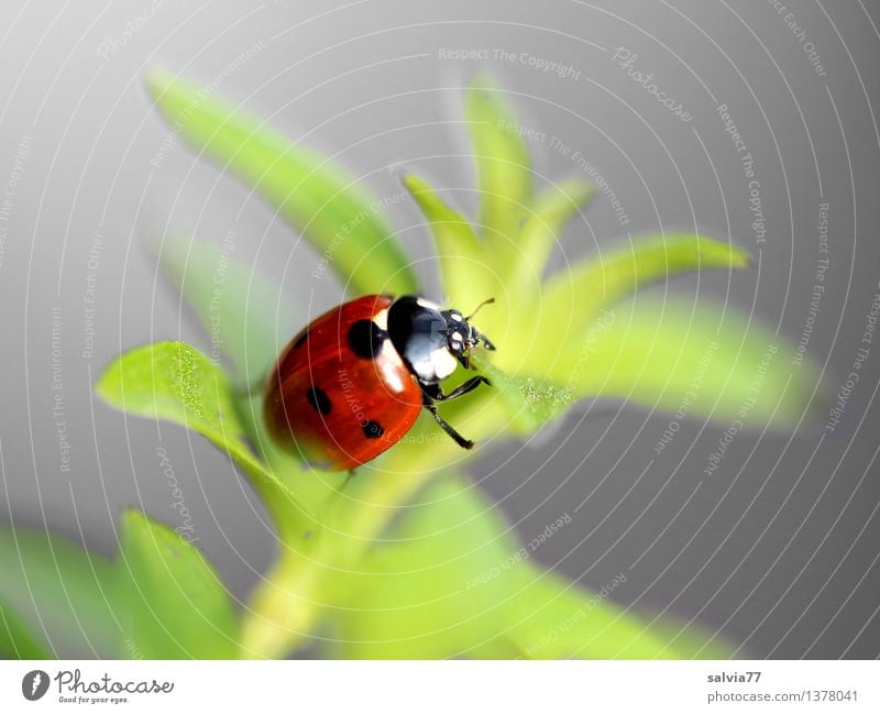 Weg ins Glück? Natur Pflanze Tier Frühling Sommer Grünpflanze Käfer Marienkäfer Siebenpunkt-Marienkäfer Insekt 1 krabbeln ästhetisch frei Freundlichkeit