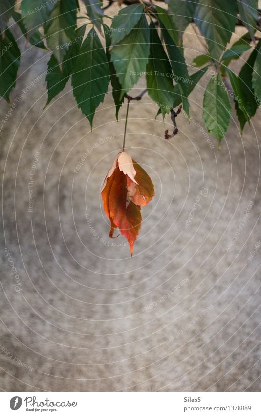 Anders Umwelt Natur Pflanze Sträucher Blatt Mauer Wand außergewöhnlich braun grau grün orange rot Einsamkeit Hochmut Stolz einzigartig Farbfoto Außenaufnahme