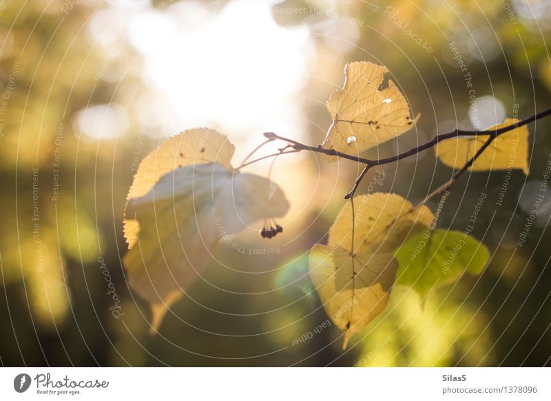 Herbstlich(t) Umwelt Natur Sonne Pflanze Baum Blatt Ast Park braun gelb gold grün orange schwarz Zufriedenheit Gelassenheit Farbfoto Außenaufnahme Menschenleer