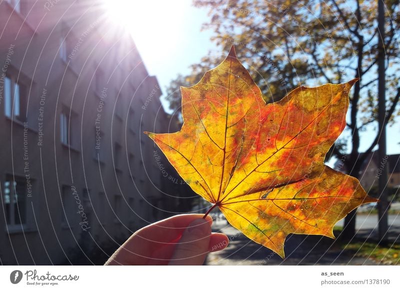 Es gibt Hoffnung Leben Hand Umwelt Natur Landschaft Pflanze Sonne Sonnenlicht Herbst Klima Blatt Ahornblatt Stadt Haus Straße Fassade festhalten leuchten