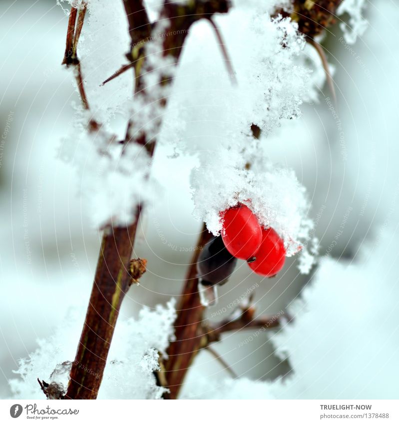 Schneeweiss und Rosenrot... Umwelt Natur Pflanze Wasser Wassertropfen Winter Klima Wetter Eis Frost Schneefall Sträucher Grünpflanze Berberitze Garten Park