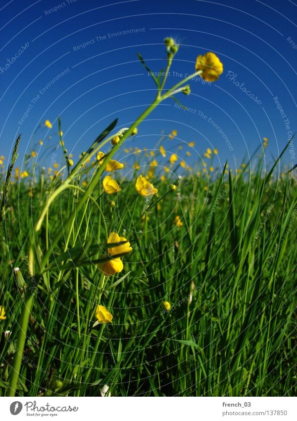 gelbe Blümchen zyan grün Pflanze Blume einfach Blüte Landwirtschaft Allergiker schön Frühling erleuchten mehrfarbig Erholung Ereignisse ruhig Gelassenheit