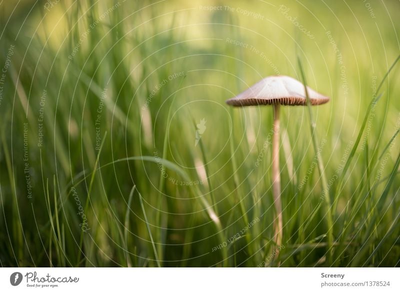 Verträumt Natur Pflanze Herbst Schönes Wetter Gras Wiese Wachstum klein braun grün Glück Lebensfreude Optimismus geduldig ruhig Pilz Pilzhut Farbfoto