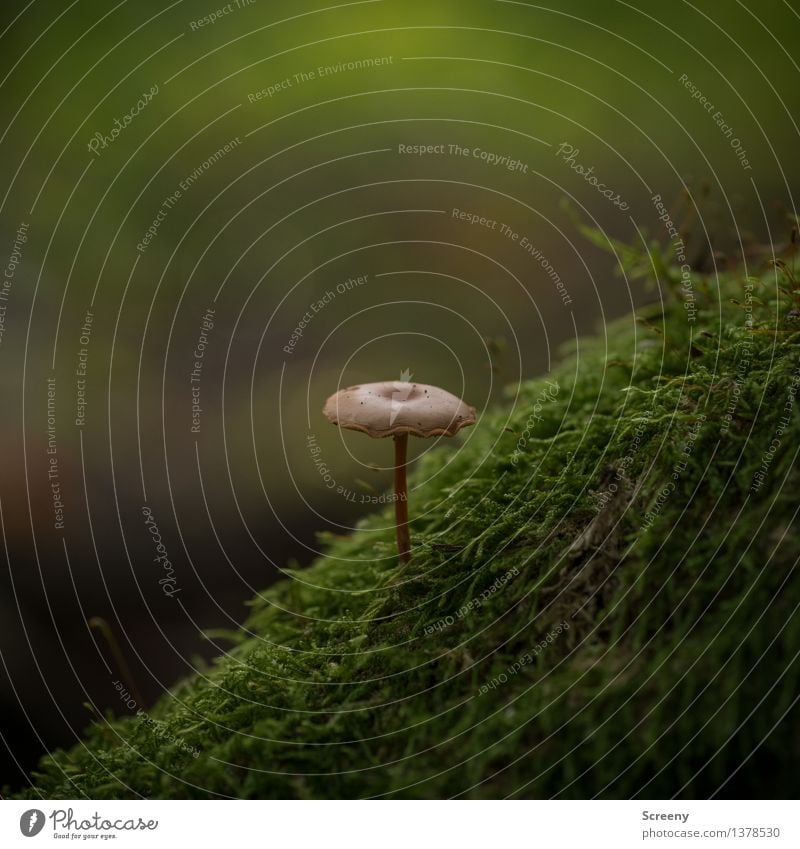 Schöne Bergwelt Natur Landschaft Pflanze Herbst Moos Wald Wachstum klein braun grün geduldig Einsamkeit einzigartig Pilz Pilzhut Farbfoto Außenaufnahme