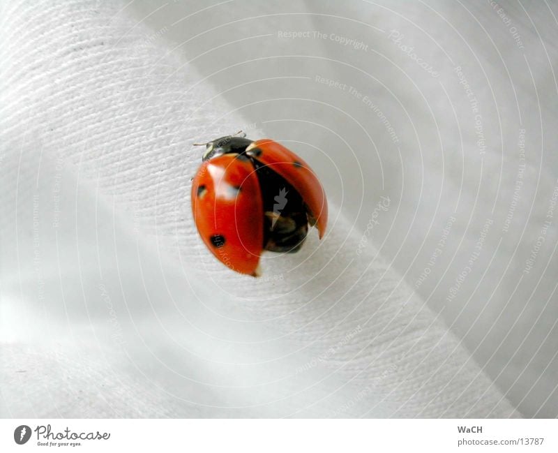 Marienkäfer 1 Insekt Holz Ecke Stoff krabbeln Maikäfer Holzmehl Natur rot gepunktet Am Rand Feinripp Schiffsbug Sommer Frühling Garten Park Käfer fliegen