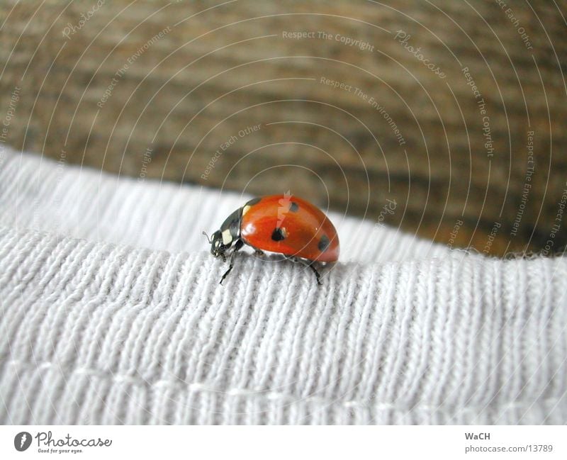 Marienkäfer 3 Insekt Holz Ecke Stoff krabbeln Maikäfer Holzmehl Natur rot gepunktet Am Rand Feinripp Schiffsbug Sommer Frühling Garten Park Käfer fliegen