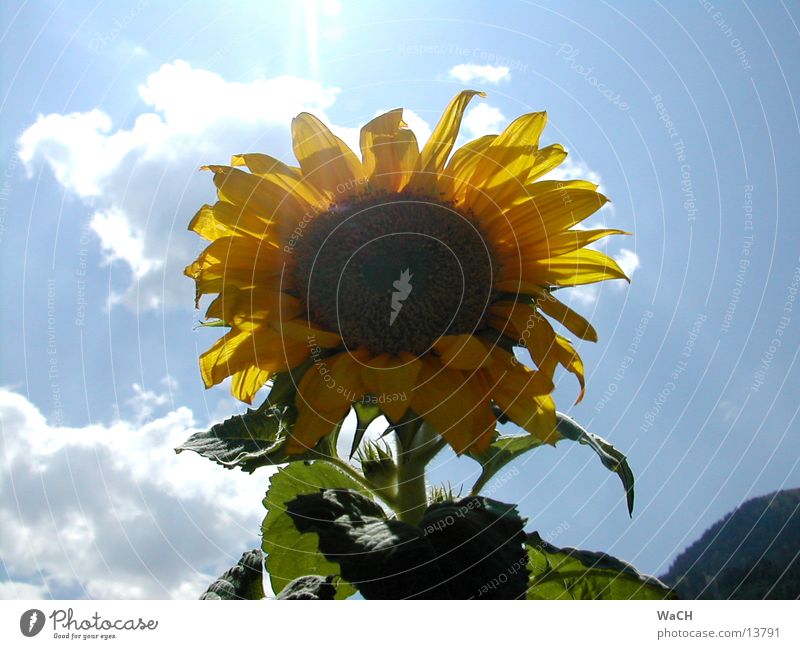 Sonnenblume 2 Blume Himmel gelb rot Vogel Sonnenblumenkern Frühling Sommer Wolken Blatt Gegenlicht flower sky sun orange clouds sunflower