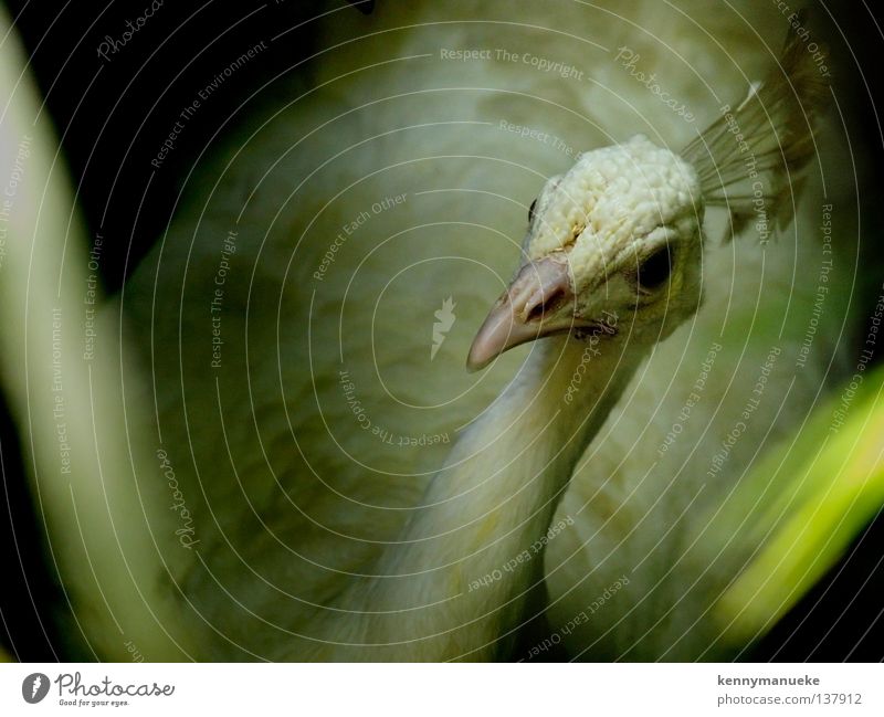 White Peacock Bali Albino Vogel peacock bird indonesia wildlife conservation eye crown