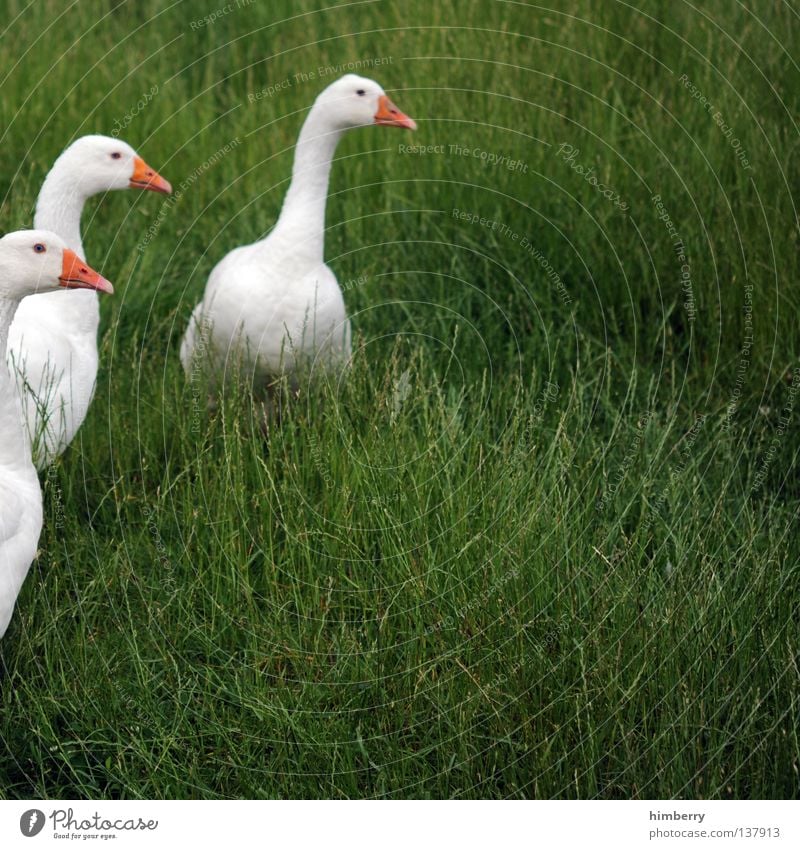 wo geht's zur fotorally? Gans Tier Vogel Feder Federvieh Schnabel Wachsamkeit animal animals bird birds goose schnattern obacht Nervosität Angst fear no fear