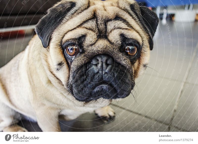 Mops Tier Haustier Hund 1 Klischee Identität Farbfoto Gedeckte Farben Innenaufnahme Nahaufnahme Textfreiraum links Textfreiraum rechts Textfreiraum unten