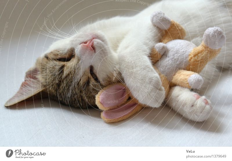 Miró mit Kuschelhäschen Tier Haustier Katze Tiergesicht Fell Pfote 1 Tierjunges Liebe Geborgenheit Warmherzigkeit Farbfoto Innenaufnahme Hintergrund neutral Tag