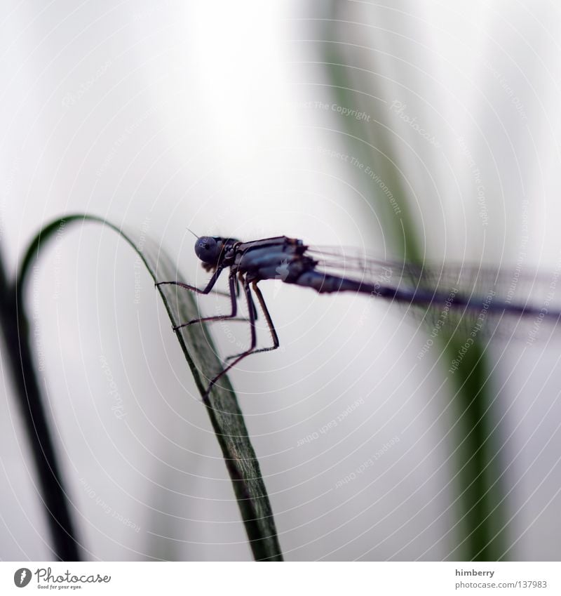 waiting for orders Libelle Insekt Facettenauge Natur Park See Teich Sommer Plage Zoo Makroaufnahme Nahaufnahme insect damselfly senegalensis Luftverkehr warten