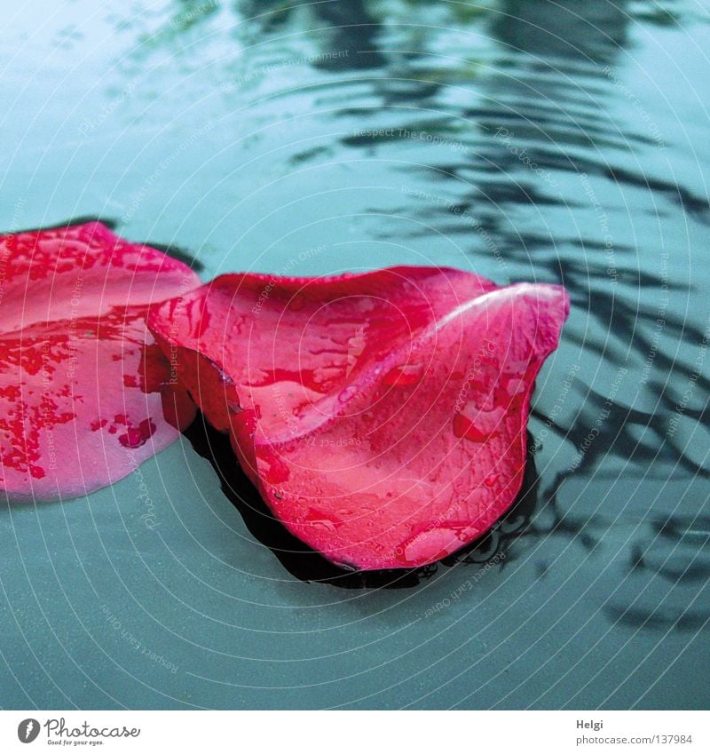 Blätter einer Rose mit Regentropfen liegen in einer Pfütze nass Blume Blüte Blütenblatt Rosenblätter rot weiß fallen Reflexion & Spiegelung Kreis