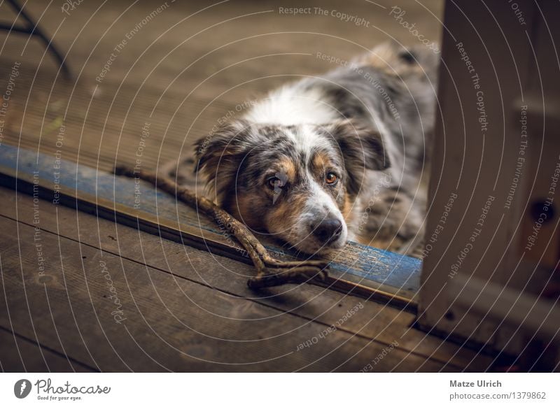 "Spiel mit mir...!" Tier Haustier Hund 1 Spielen warten Vorfreude Sympathie Tierliebe Treue Stock apportieren Holz Bodenbelag Farbfoto Textfreiraum links