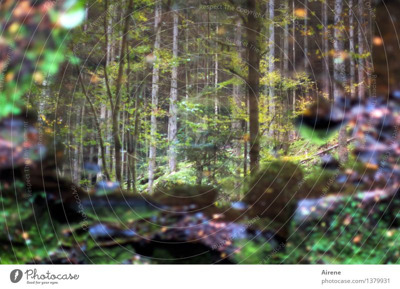 als das Wünschen noch geholfen hat Umwelt Natur Landschaft Herbst Baum Moos Herbstlaub Wald Seeufer Moor Sumpf Teich Wasserspiegelung außergewöhnlich dunkel