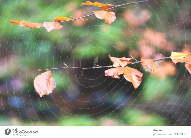 Buchenstäbe Natur Pflanze Herbst Baum Blatt Buchenwald Herbstlaub Buchenblatt Zweig Wald Herbstwald alt hängen trocken grün orange rot demütig Trauer Hoffnung