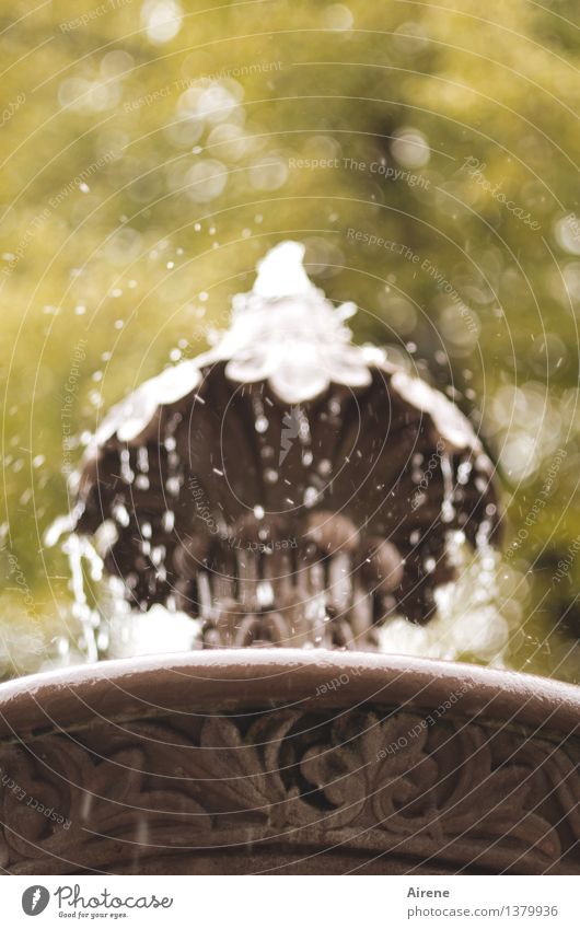 Wasserballett Tanzen Balletttänzer Herbst Regen Hirsau Schwarzwald Springbrunnen Brunnen Sehenswürdigkeit Wasserbecken sprudelnd Tropfen springen braun gelb