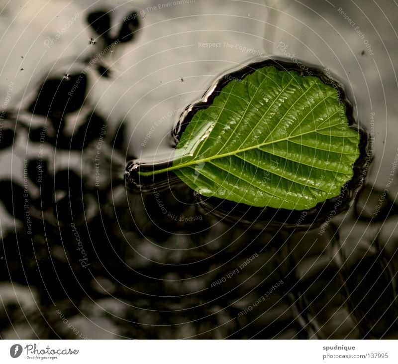 oberflächlichkeit überwinden grün Frühling Sommer hellgrün Blatt Gefäße Blattadern frisch Baum Reflexion & Spiegelung gleiten Geäst Wolken Oberfläche